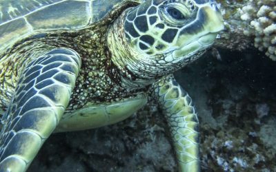 ¿Dónde descansan las tortugas en Rapa Nui?