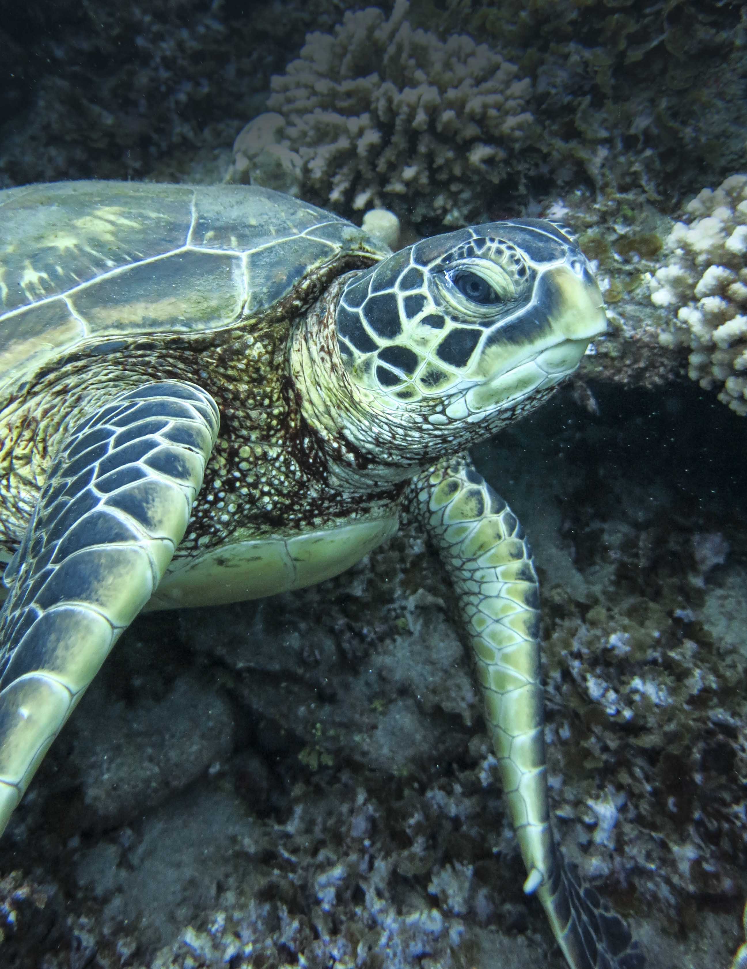 ¿Dónde descansan las tortugas en Rapa Nui?