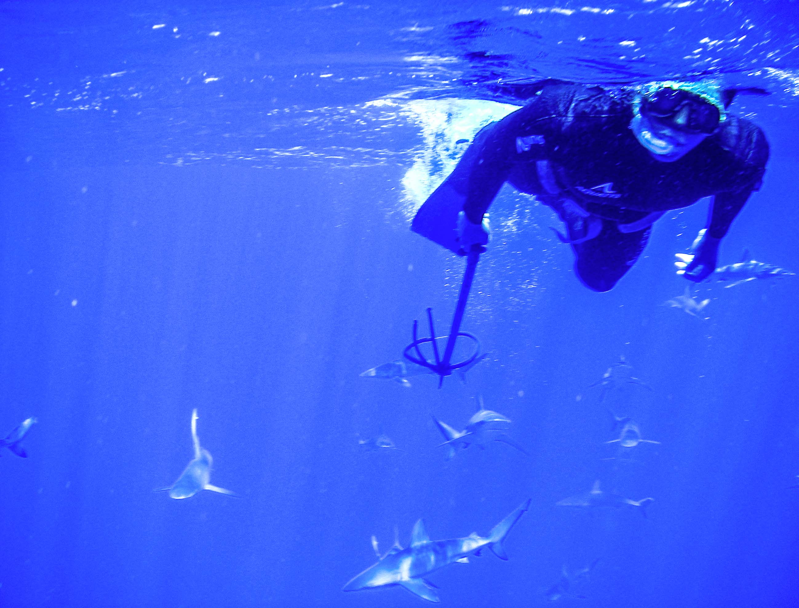 Diving,  Underwater Hunting and Sharks