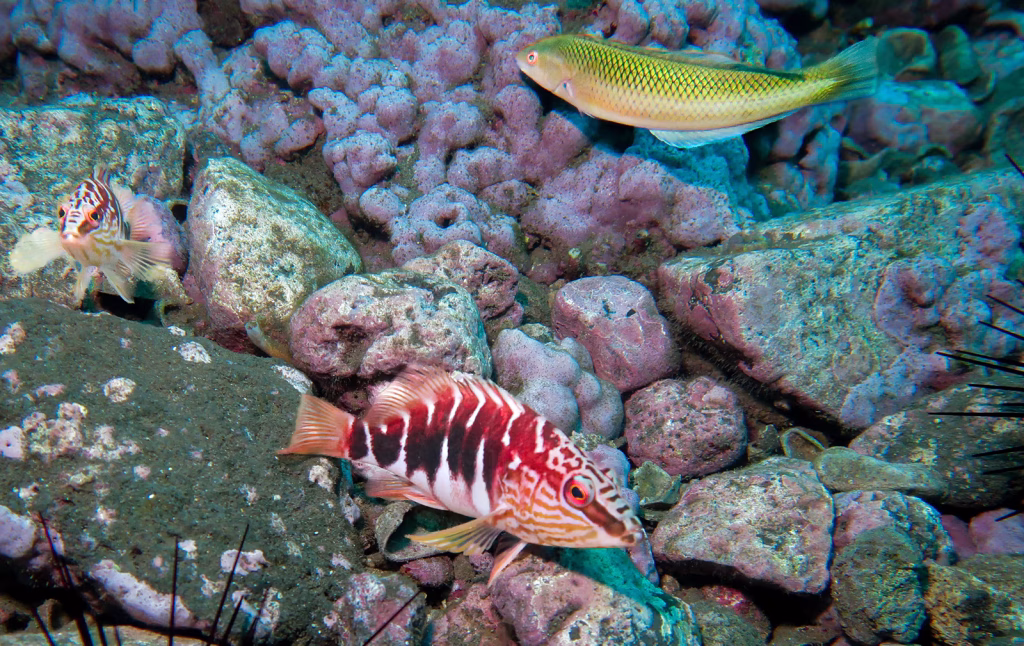 Explorando la Biodiversidad de Estadios Tempranos de Peces en la Isla Robinson Crusoe (Archipiélago Juan Fernández) y Rapa Nui (Isla de Pascua) 1 1 peces arrecife robinson crusoe juan fernandez
