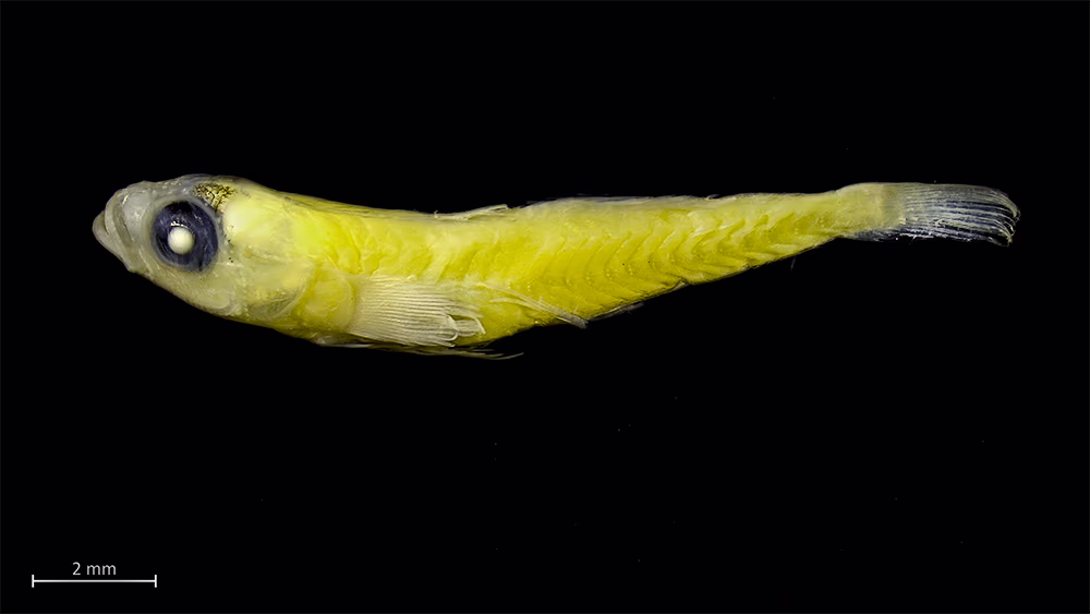 Explorando la Biodiversidad de Estadios Tempranos de Peces en la Isla Robinson Crusoe (Archipiélago Juan Fernández) y Rapa Nui (Isla de Pascua) 10 Larva Postflexión de la especie Paratrimma nigrimenta