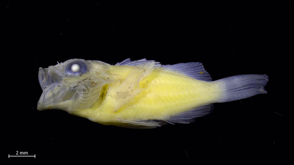 Explorando la Biodiversidad de Estadios Tempranos de Peces en la Isla Robinson Crusoe (Archipiélago Juan Fernández) y Rapa Nui (Isla de Pascua) 11 Larva Postflexión de la especie Scorpaena sp., colectada en El Francés.