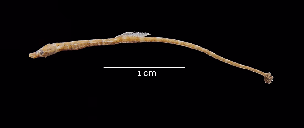 Explorando la Biodiversidad de Estadios Tempranos de Peces en la Isla Robinson Crusoe (Archipiélago Juan Fernández) y Rapa Nui (Isla de Pascua) 12 Juvenil de la especie Cosmocampus heraldi, colectado en Vaquería.