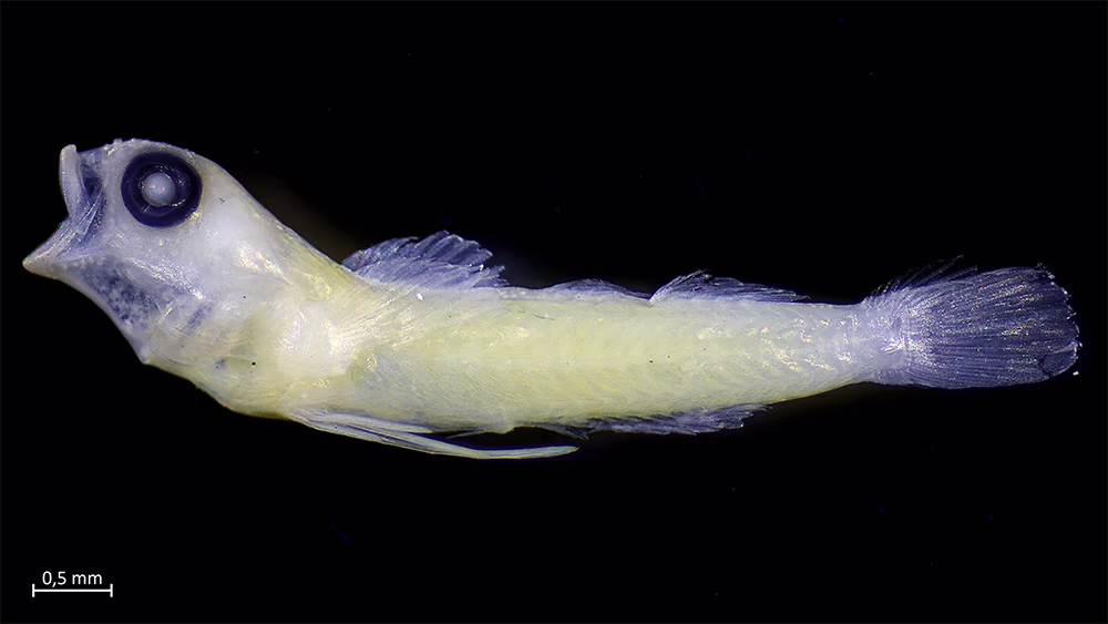 Explorando la Biodiversidad de Estadios Tempranos de Peces en la Isla Robinson Crusoe (Archipiélago Juan Fernández) y Rapa Nui (Isla de Pascua) 13 Larva postflexión de la familia Gobiidae, colectada en Vinapu.