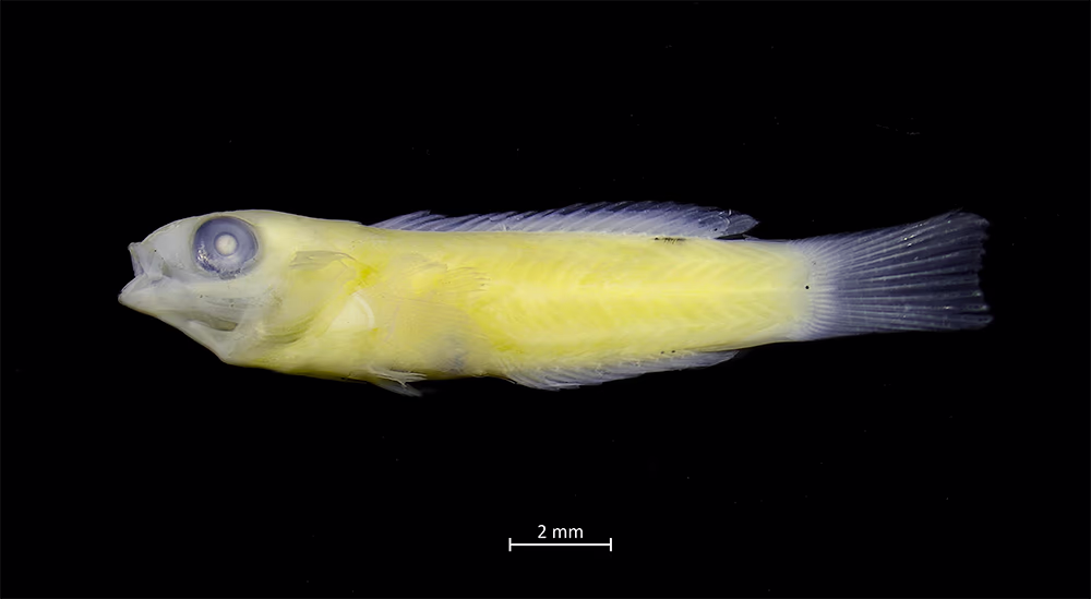 Explorando la Biodiversidad de Estadios Tempranos de Peces en la Isla Robinson Crusoe (Archipiélago Juan Fernández) y Rapa Nui (Isla de Pascua) 14 Larva postflexión de la familia Labridae, colectada en Hanga Oteo.