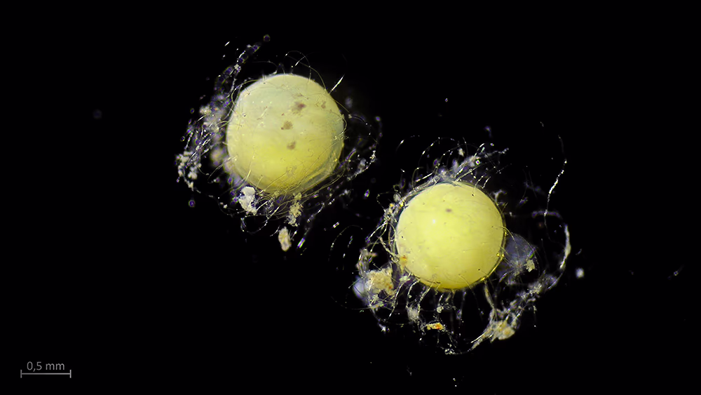 Explorando la Biodiversidad de Estadios Tempranos de Peces en la Isla Robinson Crusoe (Archipiélago Juan Fernández) y Rapa Nui (Isla de Pascua) 15 Huevos de la especie Cheilopogon sp., colectados en Poike.