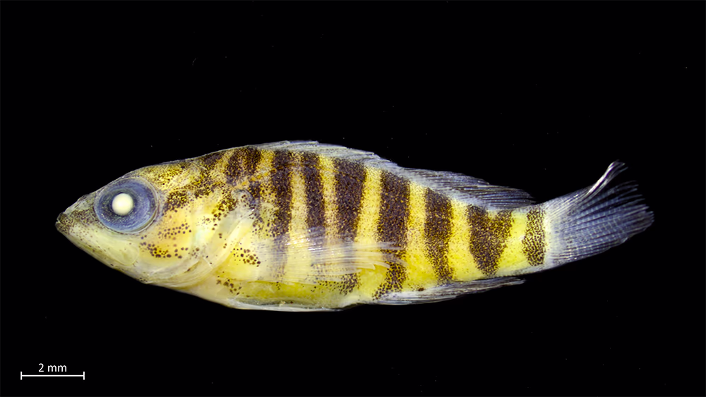 Explorando la Biodiversidad de Estadios Tempranos de Peces en la Isla Robinson Crusoe (Archipiélago Juan Fernández) y Rapa Nui (Isla de Pascua) 5 Juvenil de la especie Hypoplectrodes semicinctum, colectado en Adriático.