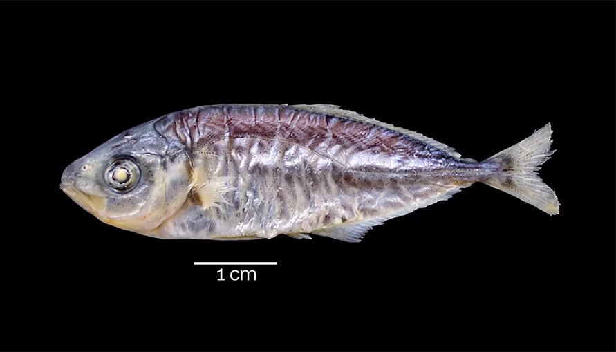 Explorando la Biodiversidad de Estadios Tempranos de Peces en la Isla Robinson Crusoe (Archipiélago Juan Fernández) y Rapa Nui (Isla de Pascua) 6 Juvenil de la especie Pseudocaranx chilensis, colectado en El Francés.