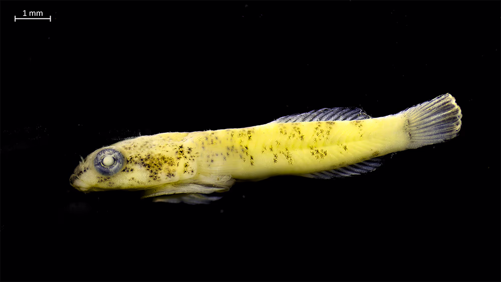 Explorando la Biodiversidad de Estadios Tempranos de Peces en la Isla Robinson Crusoe (Archipiélago Juan Fernández) y Rapa Nui (Isla de Pascua) 7 Larva en etapa de transformación de la especie Sicyases sanguineus, colectada en Adriático.
