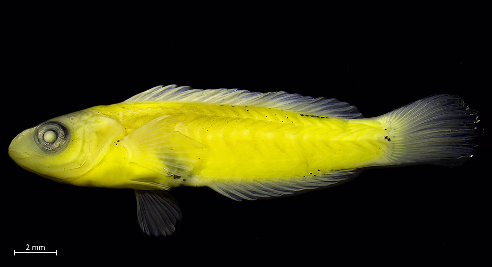 Explorando la Biodiversidad de Estadios Tempranos de Peces en la Isla Robinson Crusoe (Archipiélago Juan Fernández) y Rapa Nui (Isla de Pascua) 8 Larva en etapa de transformación de la especie Malapterus reticulatus, colectada en El Francés.