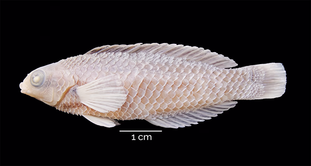 Explorando la Biodiversidad de Estadios Tempranos de Peces en la Isla Robinson Crusoe (Archipiélago Juan Fernández) y Rapa Nui (Isla de Pascua) 9 Juvenil de la especie Malapterus reticulatus, colectado en Vaquería.