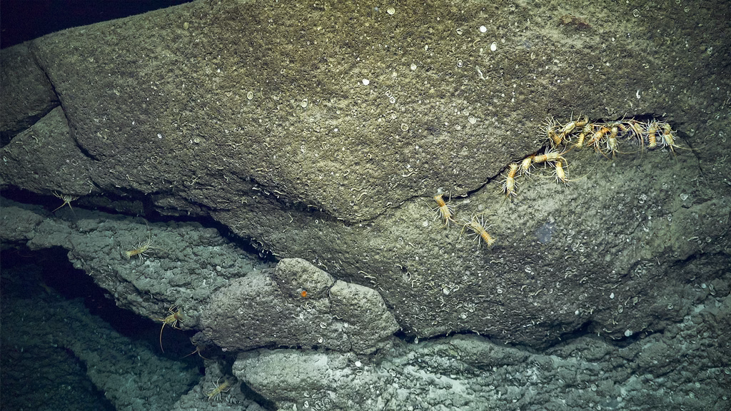 La langosta que viaja por las montañas invisibles del océano: Projasus bahamondei 4 projasus bahamondei congregacion fondo rocoso